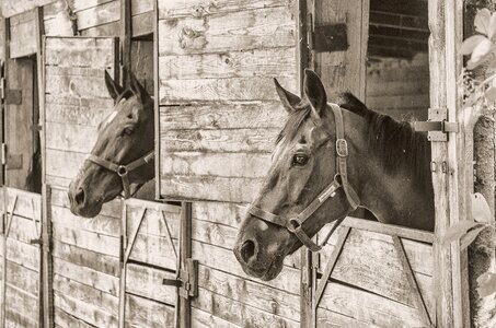 Ungulates horse jaw horses