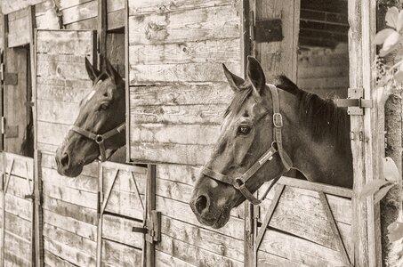 Ungulates horse jaw horses photo