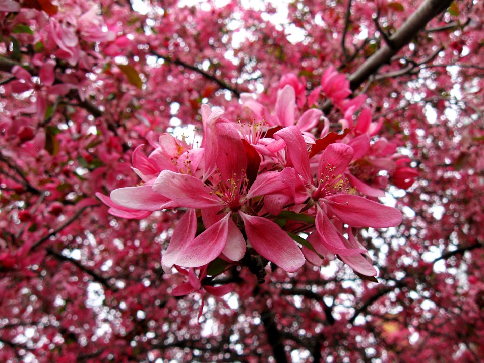 Cherry Blossoms, 2020-04-18, Beechview, 01