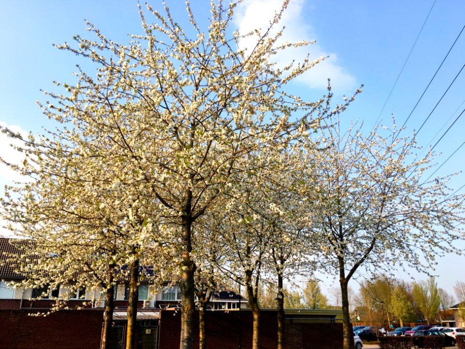Cherry blossom trees in the Klaverkamp (Bemmel, Lingewaard)