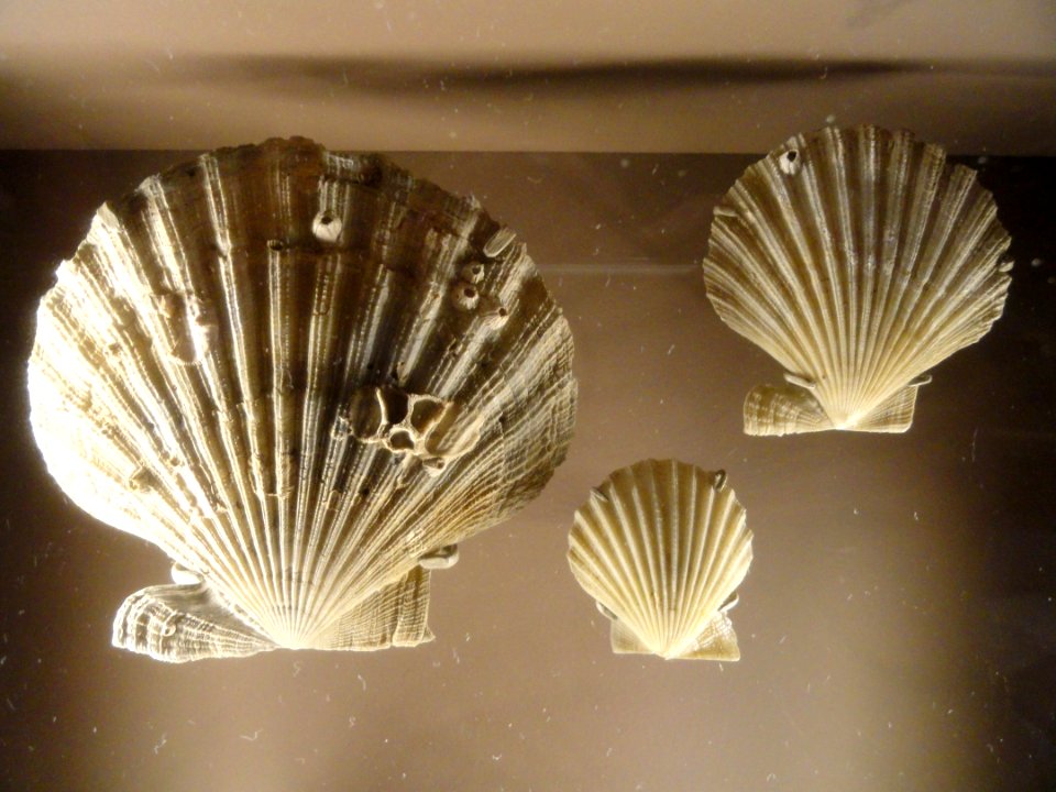 Chesapecten madisonius, Choptank Formation, Neogene - Natural History Museum of Utah - DSC07411