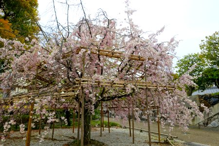 Cherry blossoms - Shōsei-en - Kyoto, Japan - DSC06868