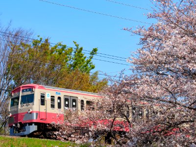Cherry blossoms with Seibu Tamagawa Line at Nogawa(Akaden)