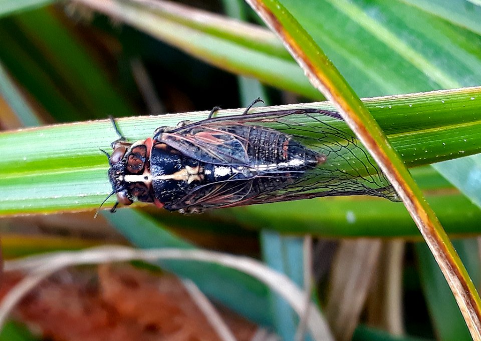 Chathams cicada4 by Peter de Lange