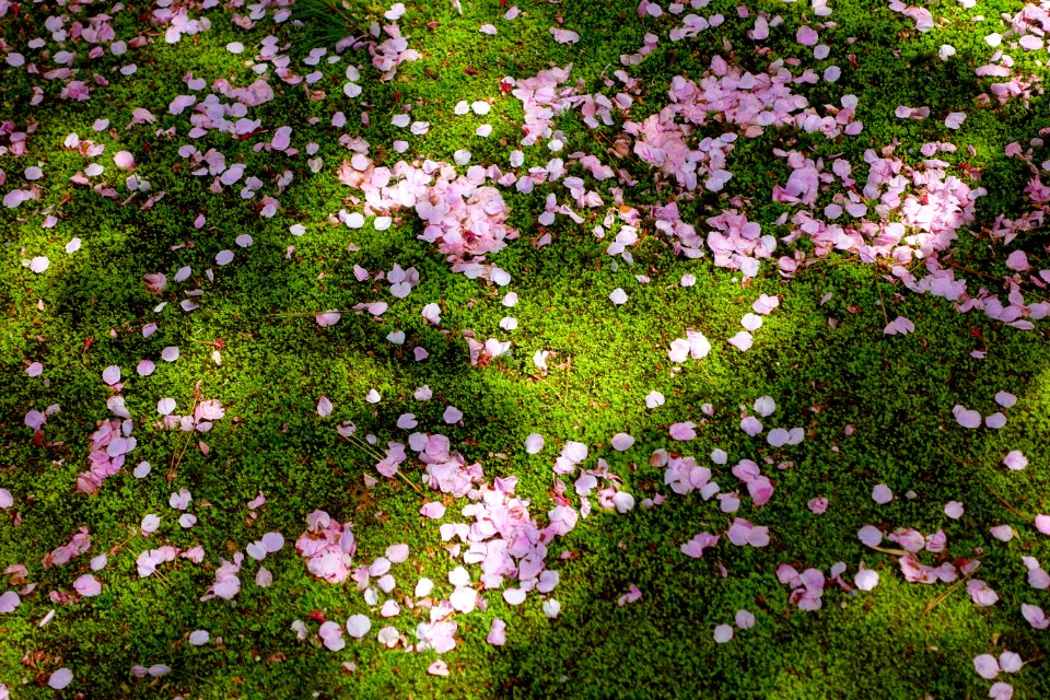 Cherry blossoms on moss - Kenroku-en - Kanazawa, Japan - DSC09756