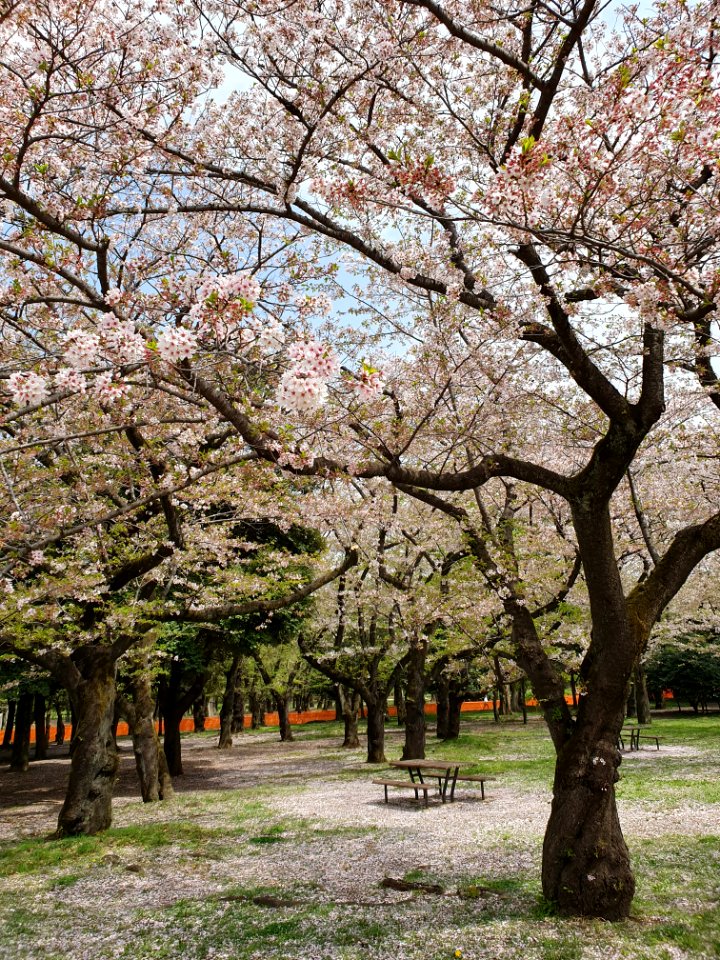 Cherry blossom in Yoyogi Park, unusually clean due to Covid-19 fences 2