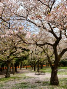 Cherry blossom in Yoyogi Park, unusually clean due to Covid-19 fences 2