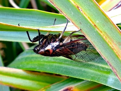 Chathams cicada by Peter de Lange5
