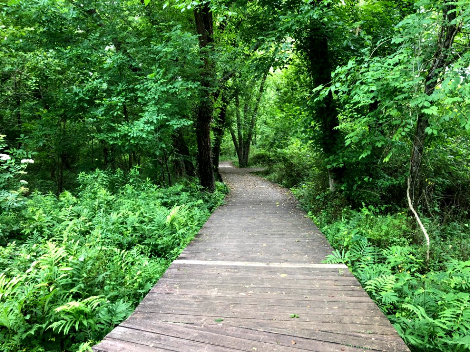 Chattahoochee Nature Center boardwalks, May 2018 2