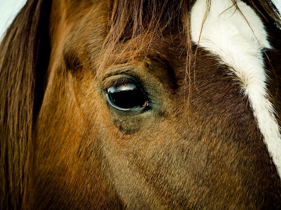 Ride pasture pferdeportrait