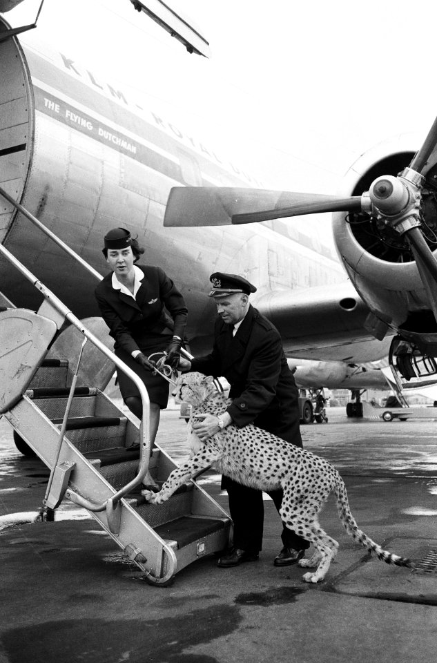 Cheetah-jachtluipaard op doorreis van Afrika naar Londen op Schiphol De cheetah, Bestanddeelnr 912-3059