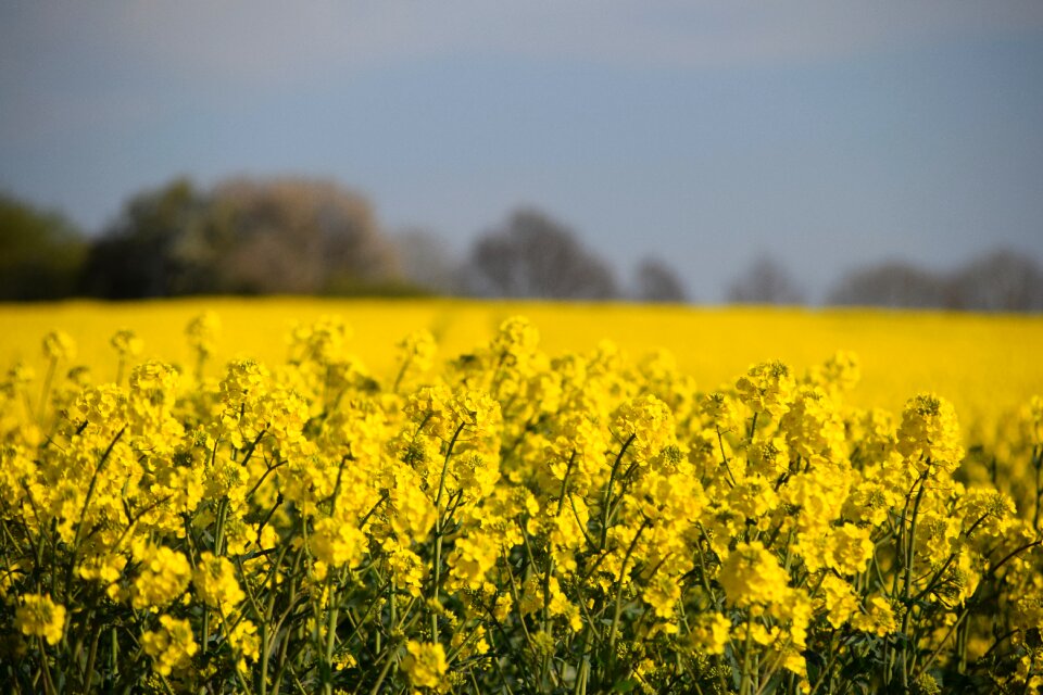 Lewat crop agriculture