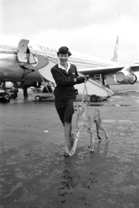 Cheetah-jachtluipaard op doorreis van Afrika naar Londen op Schiphol. De cheetah, Bestanddeelnr 912-3057 photo