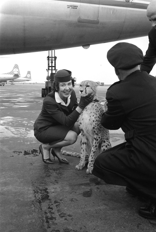 Cheetah-jachtluipaard op doorreis van Afrika naar Londen op Schiphol, Bestanddeelnr 912-3056