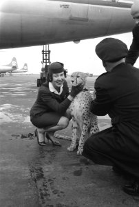 Cheetah-jachtluipaard op doorreis van Afrika naar Londen op Schiphol, Bestanddeelnr 912-3056