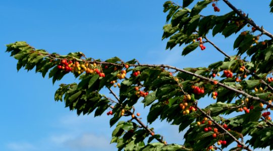 Cherry tree moving in the wind 7
