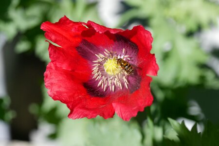 Garden flower umbel bees photo