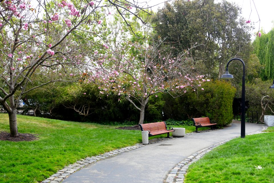 Cherry trees, Levi's Plaza Park - San Francisco, CA - DSC04656