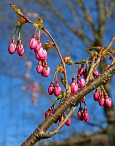 Cherry tree with flower buds