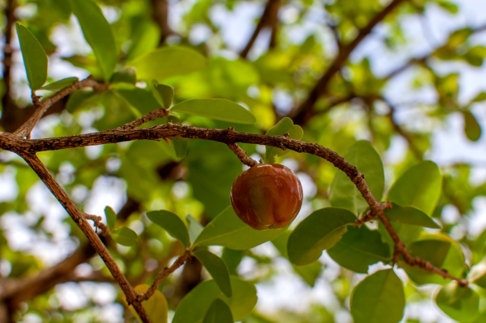 Cherry natural in Margarita island