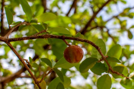 Cherry natural in Margarita island