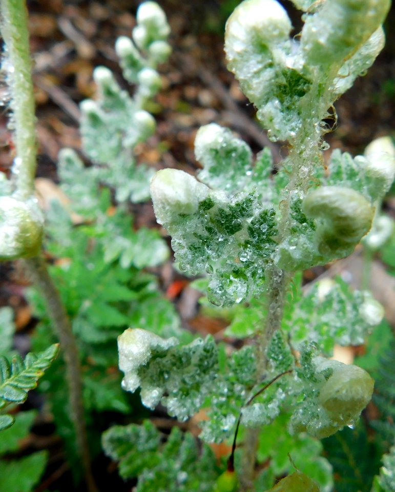 Cheilanthes eckloniana