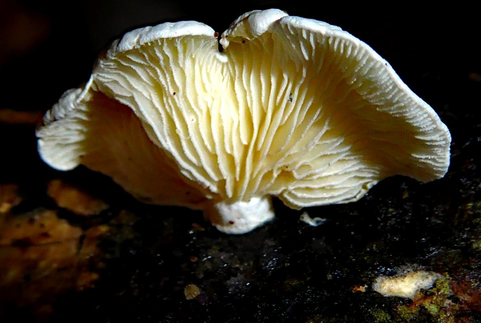 Cheimonophyllum candidissimum2 by Peter de Lange