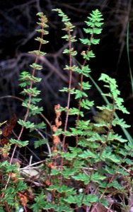 Cheilanthes Lane Cove River