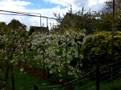 Cherry plantation in Enspijk