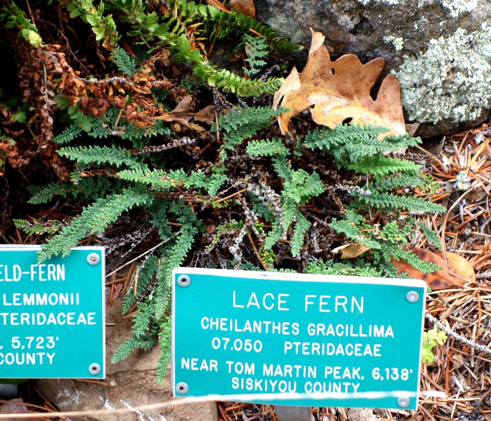 Cheilanthes gracillima - Regional Parks Botanic Garden, Berkeley, CA - DSC04269
