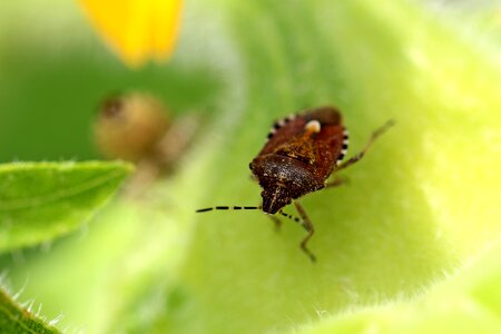 Nature mountain makro