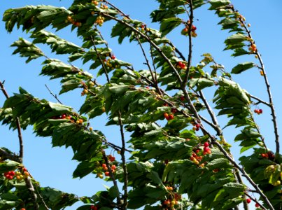 Cherry tree moving in the wind 4