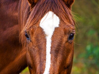 Ride pasture pferdeportrait