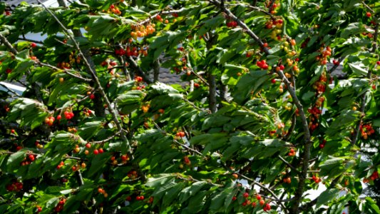 Cherry tree moving in the wind 2