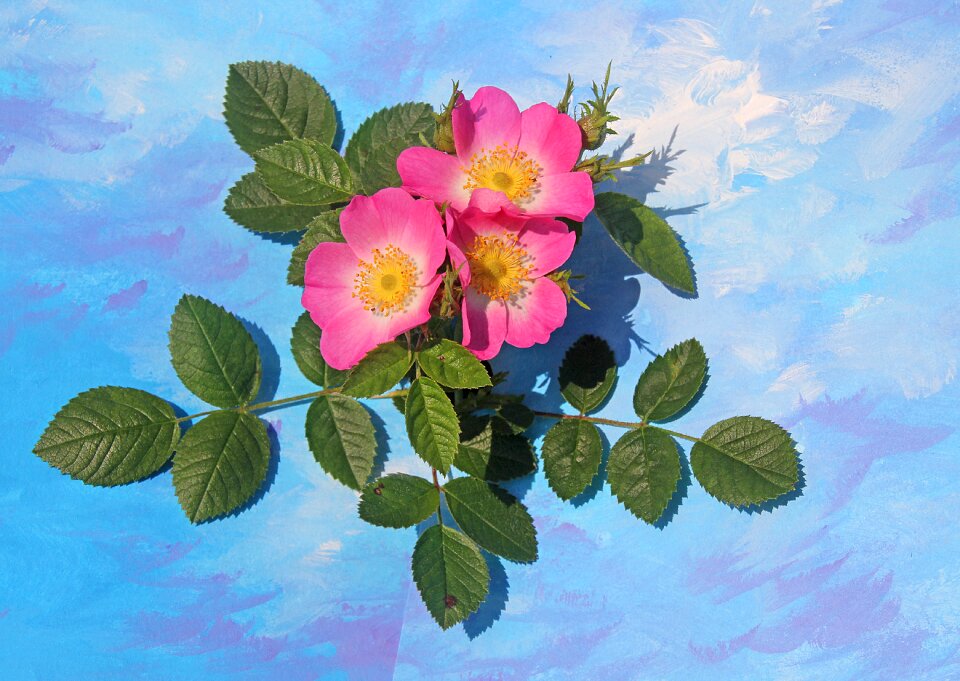 Blossom bloom rose