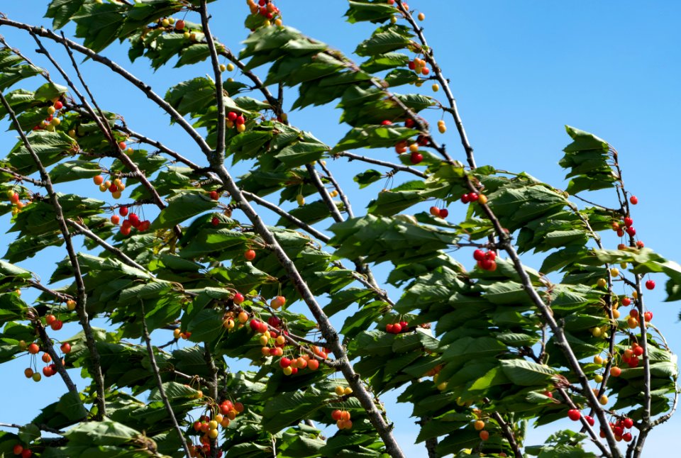 Cherry tree moving in the wind 5