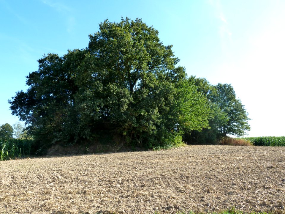 Chastre-Tumuli de Noirmont (4)