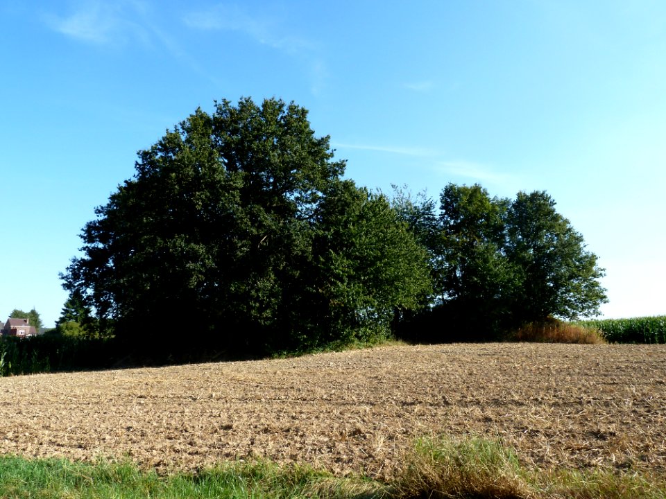 Chastre-Tumuli de Noirmont (5)