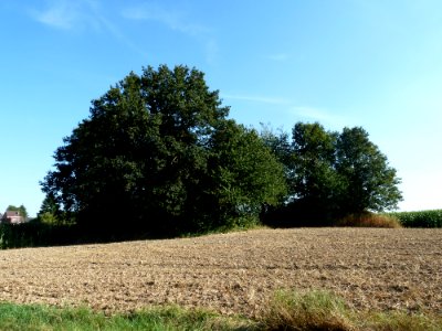 Chastre-Tumuli de Noirmont (5)