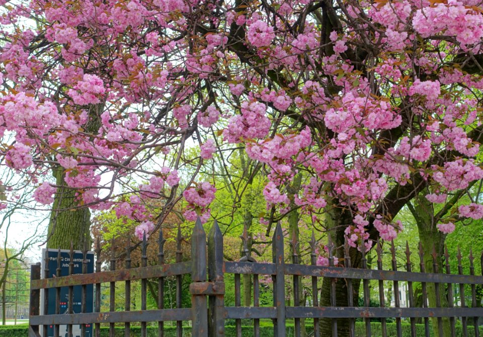 Cherry blossoms in Cinquantenaire - Brussels, Belgium - DSC08357