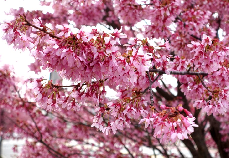 Cherry blossoms - Arlington, MA - DSC09767