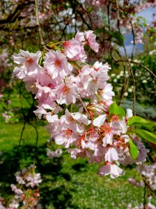 Cherry blossoms - Giardino di Ninfa, Italy - DSC03015