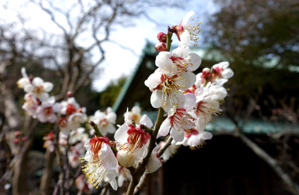 Cherry blossoms - Eishō-ji - Kamakura, Kanagawa, Japan - DSC08102