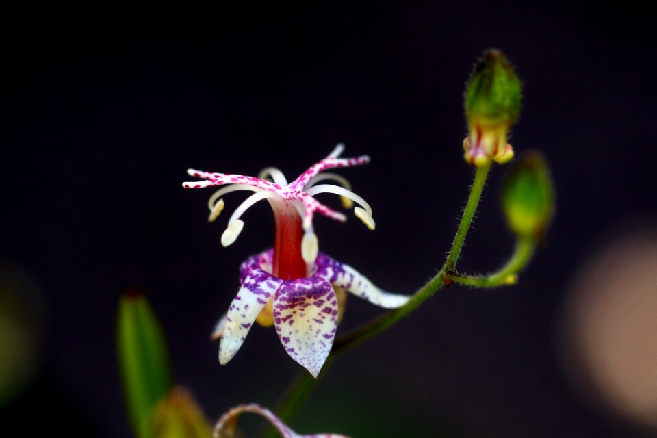 Flowers affix makro