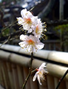 Cherry blossoms - Jufukuji - Kamakura, Kanagawa, Japan - DSC07975