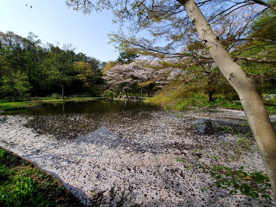 Cherry blossom season at Institute for Nature Study 5