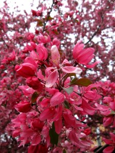 Cherry Blossoms, 2020-04-18, Beechview, 04
