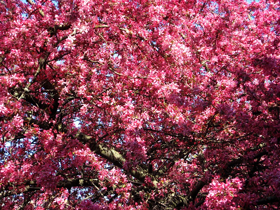 Cherry Blossoms, 2020-04-15, Beechview