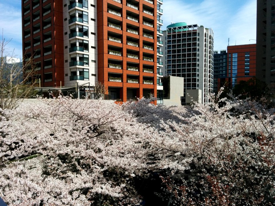 Cherry blossom in Roppongi Hills Sakurazaka
