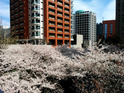 Cherry blossom in Roppongi Hills Sakurazaka photo